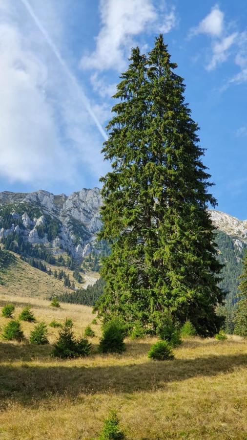 Pensiunea Crai Nou Şirnea Extérieur photo
